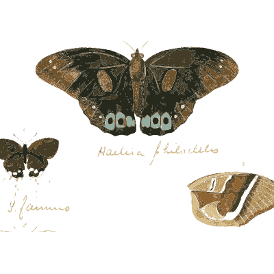 Dark moth with blue eyespots and cocoon - Illustrations of Exotic Entomology - 1837