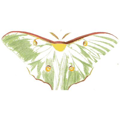 Pale green luna moth - Illustrations of Exotic Entomology - 1837