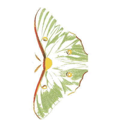 Half a green moth - Illustrations of Exotic Entomology - 1837