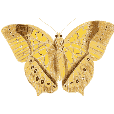Yellow leaf-wing butterfly - Illustrations of Exotic Entomology - 1837