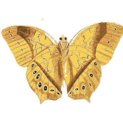 Large yellow moth - Illustrations of Exotic Entomology - 1837