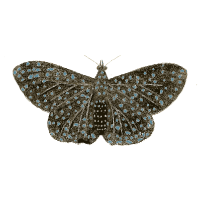 Blue spotted butterfly - Illustrations of Exotic Entomology - 1837