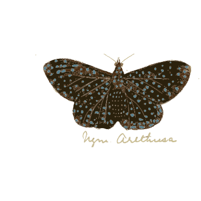 Red-spotted dark brown moth - Illustrations of Exotic Entomology - 1837