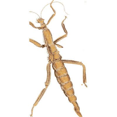 Stick insect 03 - Illustrations of Exotic Entomology - 1837