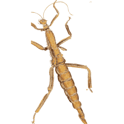 Stick insect 02 - Illustrations of Exotic Entomology - 1837