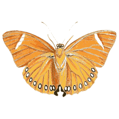 Three butterflies - Illustrations of Exotic Entomology - 1837