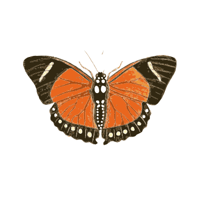 Orange butterfly with dotted border - Illustrations of Exotic Entomology - 1837