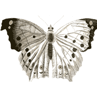 White and black butterfly - Illustrations of Exotic Entomology - 1837