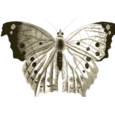 Pale spotted butterfly - Illustrations of Exotic Entomology - 1837