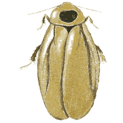 Pale beetle and a yellow moth 02 - Illustrations of Exotic Entomology - 1837