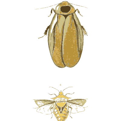 Pale beetle and a yellow moth 01 - Illustrations of Exotic Entomology - 1837