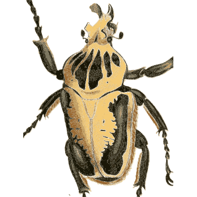 Goliath beetle 04 - Illustrations of Exotic Entomology - 1837