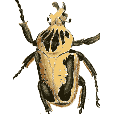 Large beetle with striped shoulders - Illustrations of Exotic Entomology - 1837