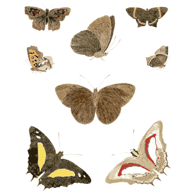 Plate of small butterflies - Illustrations of Exotic Entomology - 1837
