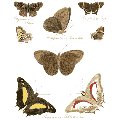 Sheet of small butterflies and moths - Illustrations of Exotic Entomology - 1837