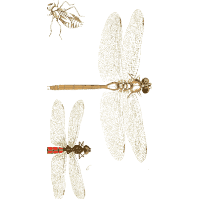 Dragonflies and a small bug - Illustrations of Exotic Entomology - 1837