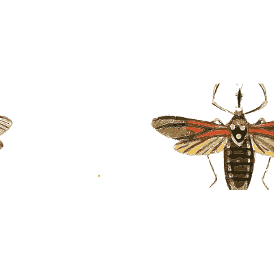 Eyed mantis with spread wings - Illustrations of Exotic Entomology - 1837