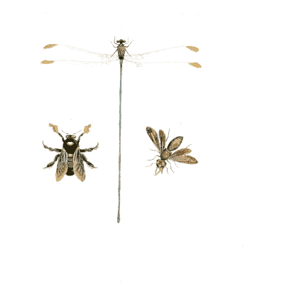 Damselfly with small insects - Illustrations of Exotic Entomology - 1837