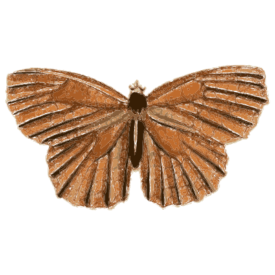 Rust-brown butterfly - Illustrations of Exotic Entomology - 1837
