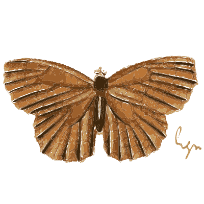 Brown butterfly with pale rays - Illustrations of Exotic Entomology - 1837