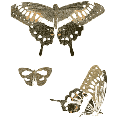 White-spotted dark swallowtail 02 - Illustrations of Exotic Entomology - 1837