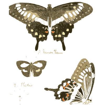 White-spotted dark swallowtail 01 - Illustrations of Exotic Entomology - 1837