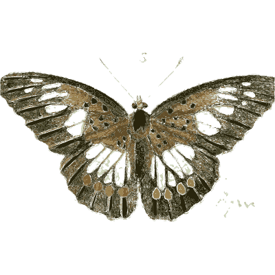 Dark butterfly with white patches - Illustrations of Exotic Entomology - 1837