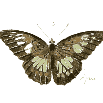 Dark butterfly with green blotches - Illustrations of Exotic Entomology - 1837