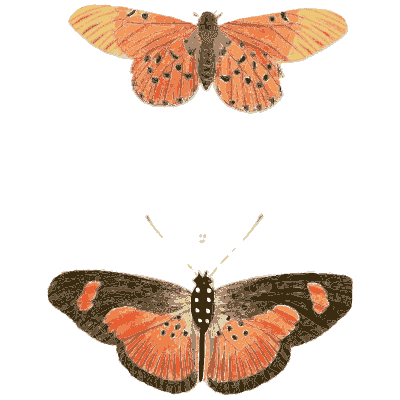 Two small orange butterflies 03 - Illustrations of Exotic Entomology - 1837
