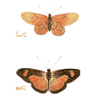 Two small orange butterflies 02 - Illustrations of Exotic Entomology - 1837
