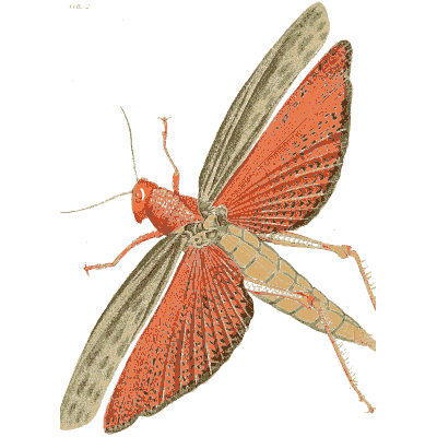 Red-winged locust - Illustrations of Exotic Entomology - 1837