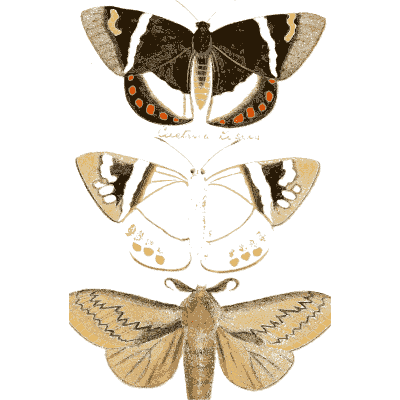 Three moths - Illustrations of Exotic Entomology - 1837