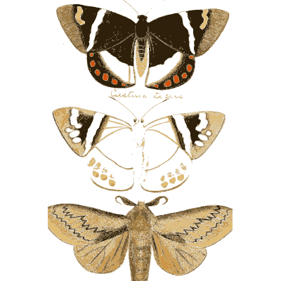 Three cream-banded moths - Illustrations of Exotic Entomology - 1837
