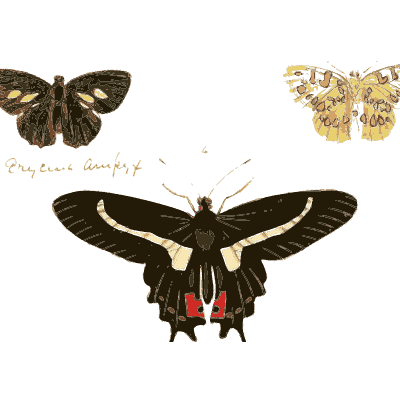 Red-banded swallowtails - Illustrations of Exotic Entomology - 1837
