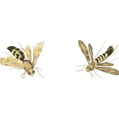 Two clearwing hawk moths - Illustrations of Exotic Entomology - 1837