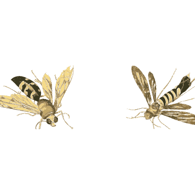 Two slender banded wasps - Illustrations of Exotic Entomology - 1837