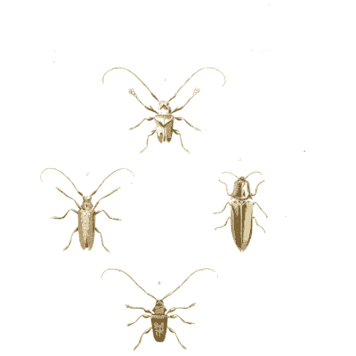 Four longhorn beetles - Illustrations of Exotic Entomology - 1837
