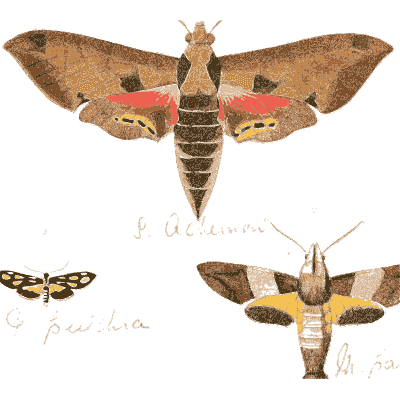 Hawk moths - Illustrations of Exotic Entomology - 1837