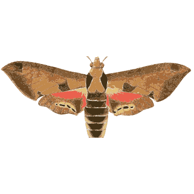 Brown hawk moth with pink bands - Illustrations of Exotic Entomology - 1837