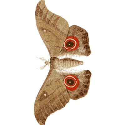 Silk moth with eyespots - Illustrations of Exotic Entomology - 1837