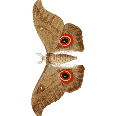 Brown moth with red eyespots - Illustrations of Exotic Entomology - 1837