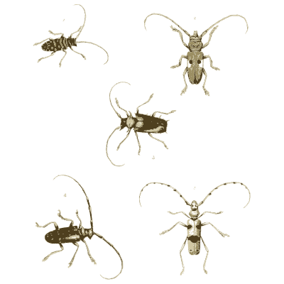 Five small long-horned beetles - Illustrations of Exotic Entomology - 1837