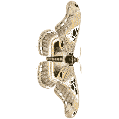 Grey silk moth - Illustrations of Exotic Entomology - 1837