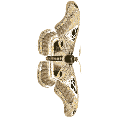 Moth at rest with marbled wings - Illustrations of Exotic Entomology - 1837