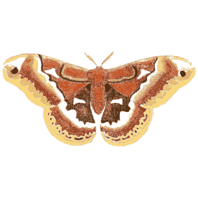 Rust-red silk moth - Illustrations of Exotic Entomology - 1837