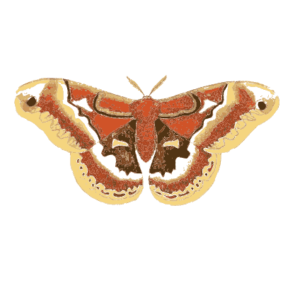 Red and cream silk moth - Illustrations of Exotic Entomology - 1837