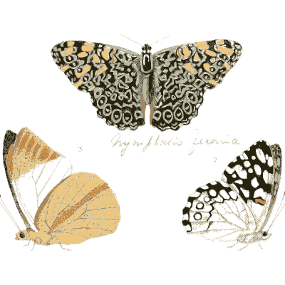 Patterned butterflies - Illustrations of Exotic Entomology - 1837