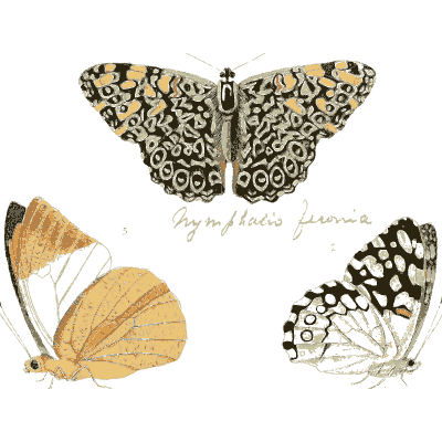 Mottled, cream and spotted butterflies - Illustrations of Exotic Entomology - 1837