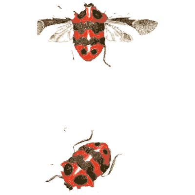 Two red spotted bugs - Illustrations of Exotic Entomology - 1837