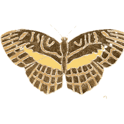 Striped brown butterfly - Illustrations of Exotic Entomology - 1837